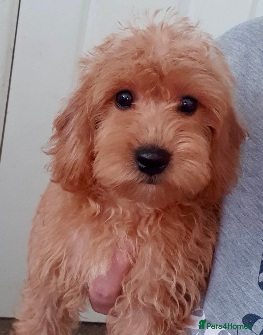 Cavapoo dogs for sale: ONLY 3 LEFT! STUNNING F1B CAVAPOO PUPPIES! - Image 3