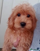 Cavapoo dogs - Advert 5