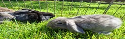 Mini Lop rabbits for sale: Pure breed minilop rabbits - Advert 3