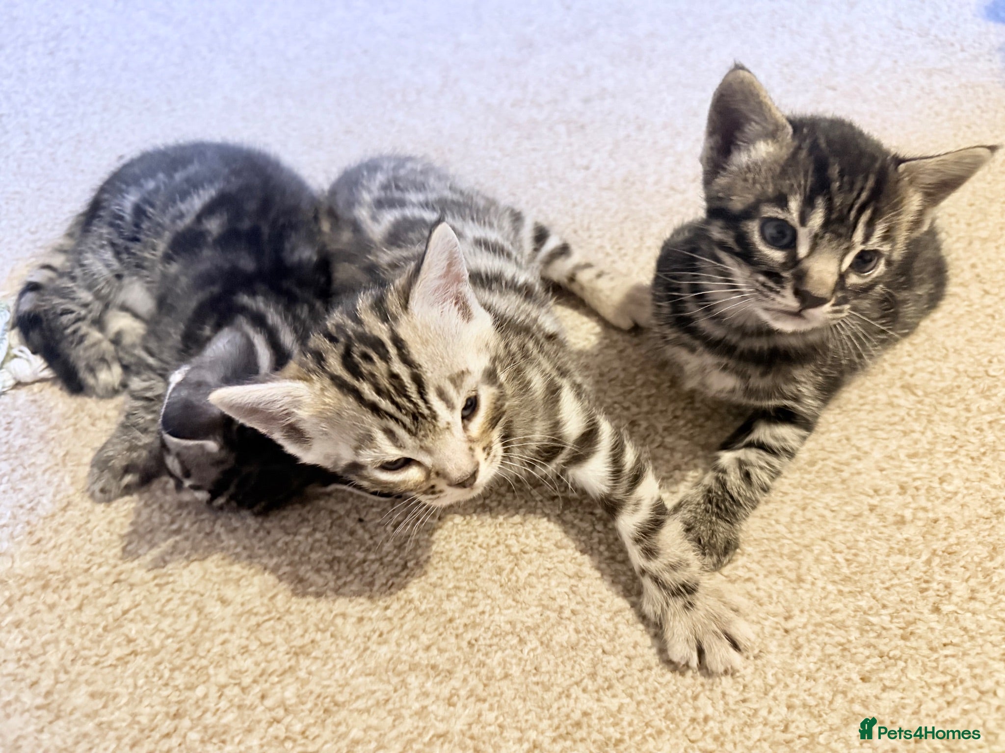 Bengal cats Bengal Kittens for sale - Advert 10