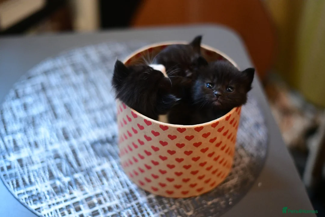 Mixed Breed cats for sale: Beautiful Black Female Kitten - Advert 12