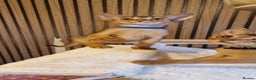Abyssinian cats for sale: Pure Abyssian kittens ❤️ - Advert 29
