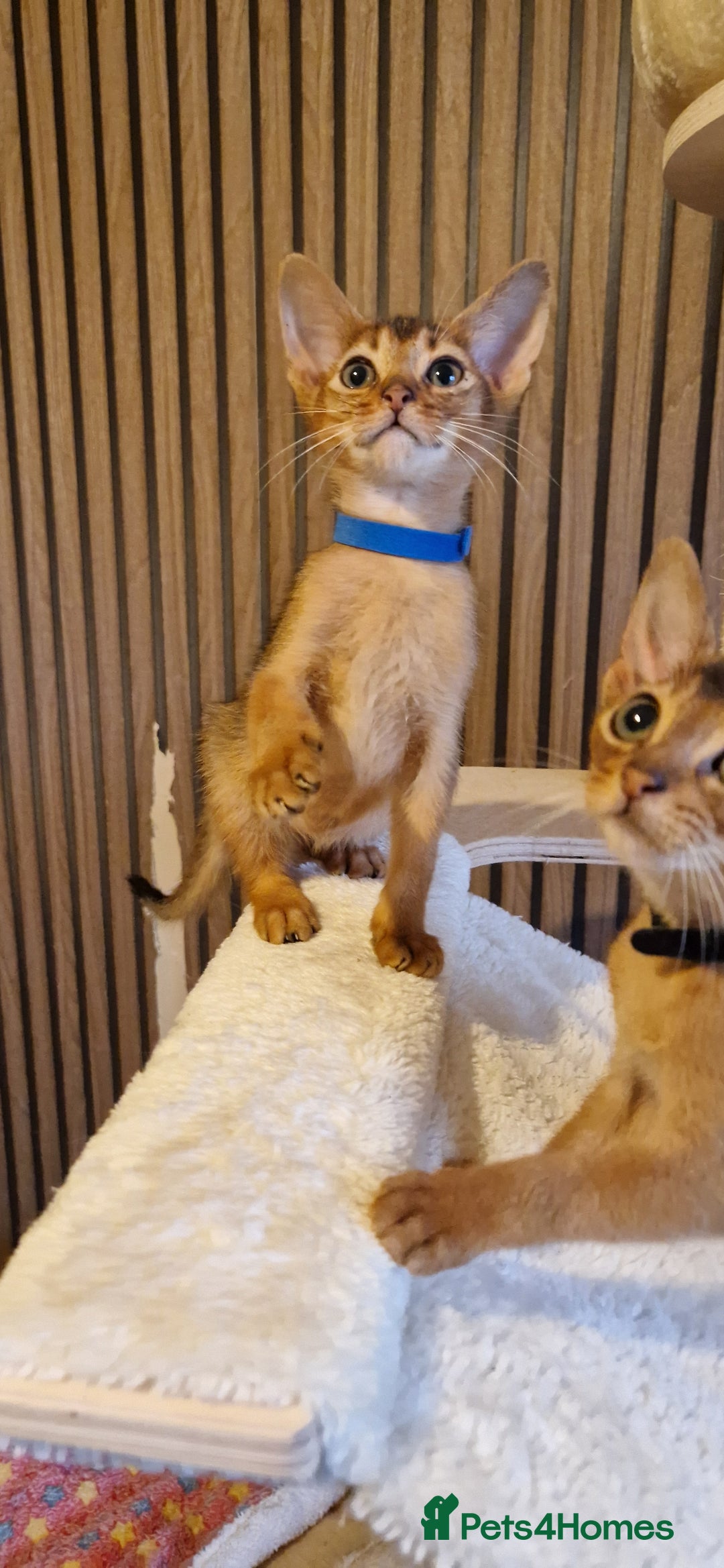 Abyssinian cats for sale: Pure Abyssian kittens ❤️ - Advert 29