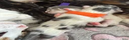 Domestic Shorthair cats for sale: A Stunning Litter Of Six Newborn Kittens  - Advert 19