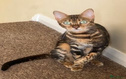 Bengal cats for sale: Marble Bengal Adult Female  - Image 10