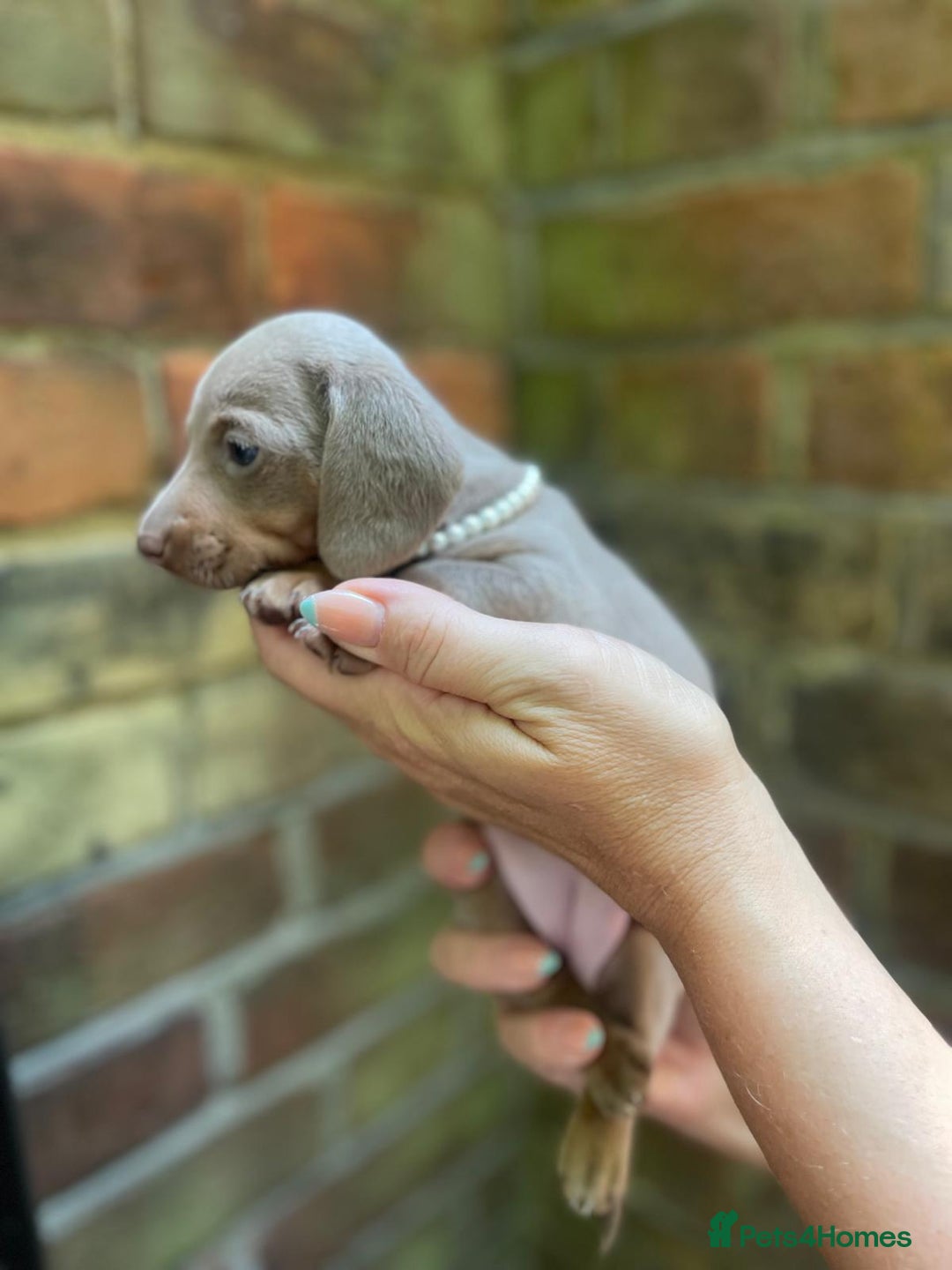 Miniature Dachshund dogs for sale: Stunning Mini Dachshund*1 LH Boy & 1 SH Girl left* - Image 14