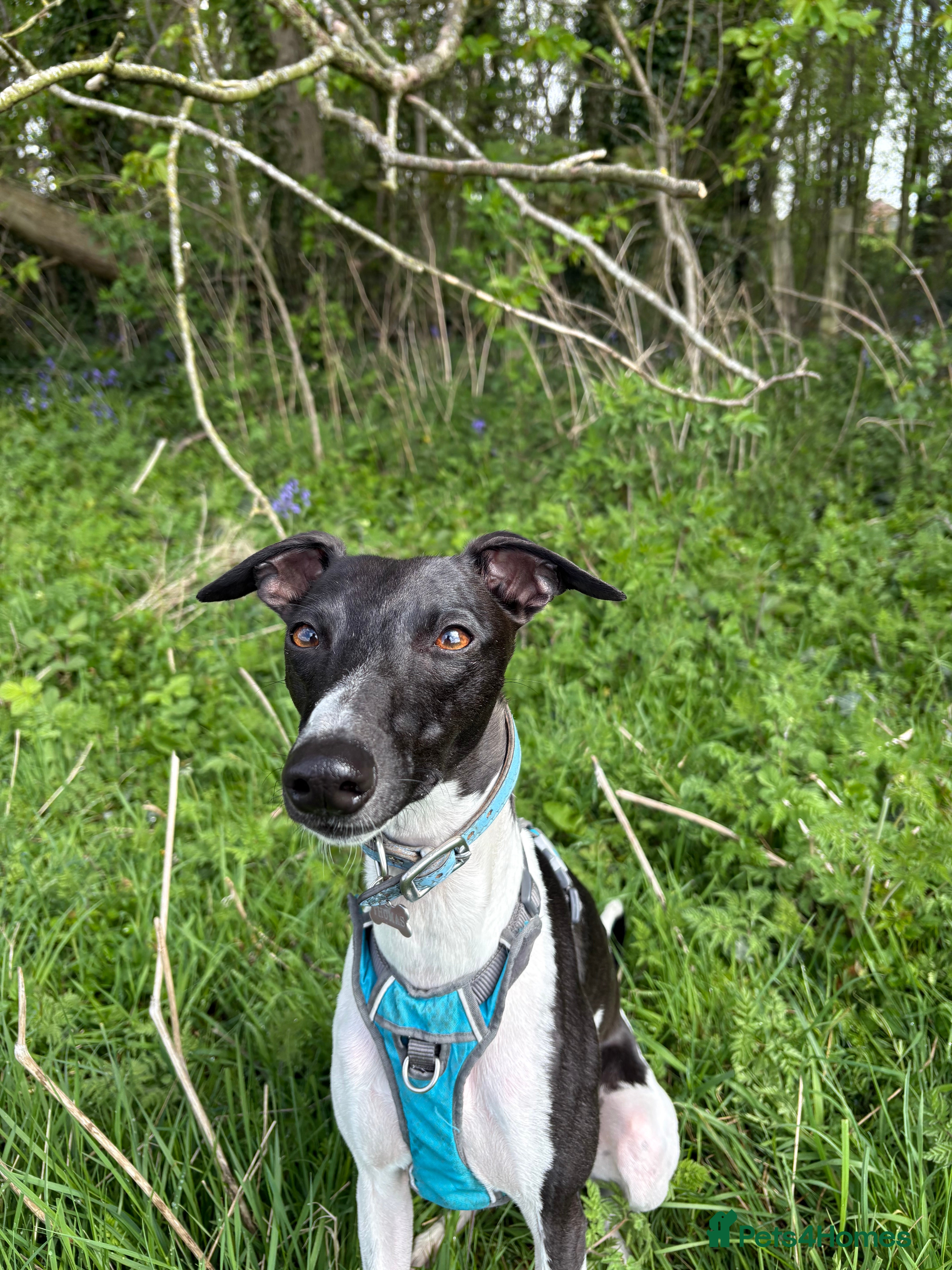 Whippet dogs Male Brindle and White party Whippet  - Advert 14