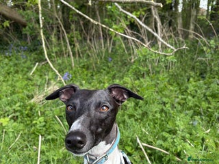 Whippet dogs Male Brindle and White party Whippet - Advert 14