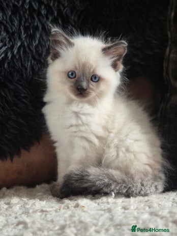 Ragdoll cats - Advert 6