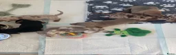 Miniature Dachshund dogs for sale: Beautiful Miniature Dachshund litter  - Advert 14