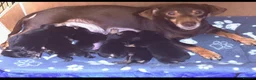 Jack Russell dogs for sale: Jack Russell Puppies - Advert 14