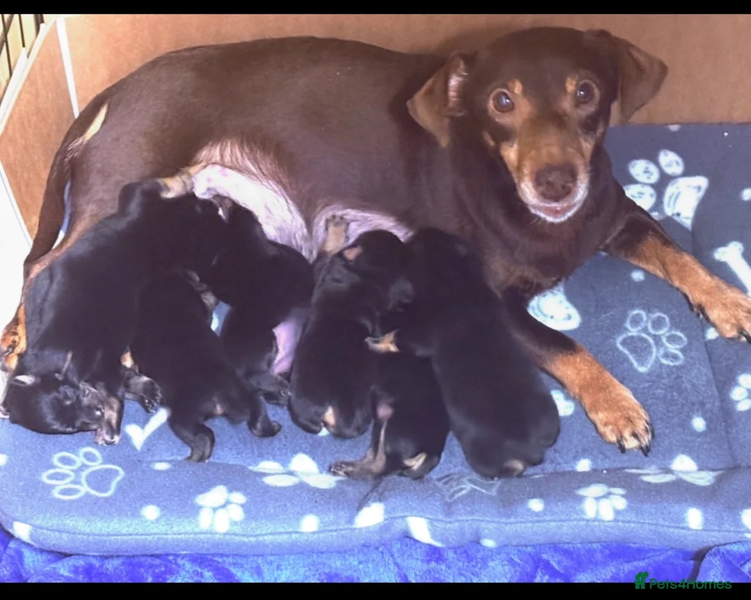 Jack Russell dogs for sale: Jack Russell Puppies - Advert 14