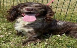Cocker Spaniel dogs for sale: DNA Health Tested Merle Cocker Spaniel Puppies - Image 15