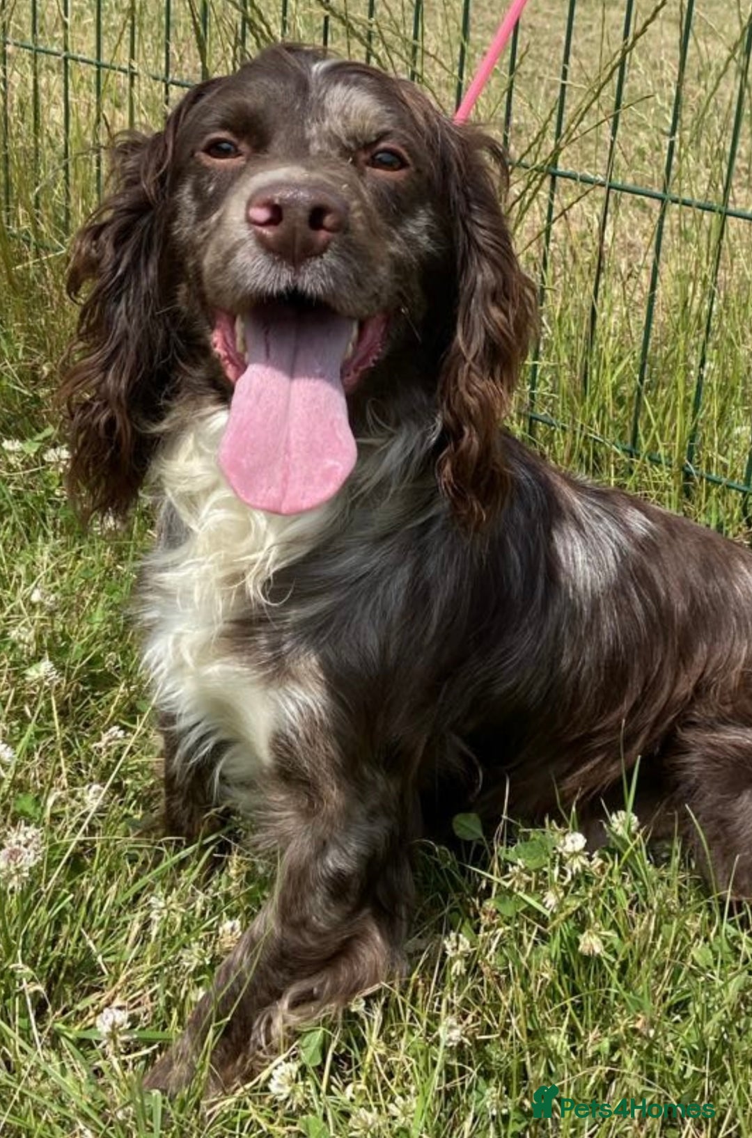 Cocker Spaniel dogs for sale: DNA Health Tested Merle Cocker Spaniel Puppies - Image 15