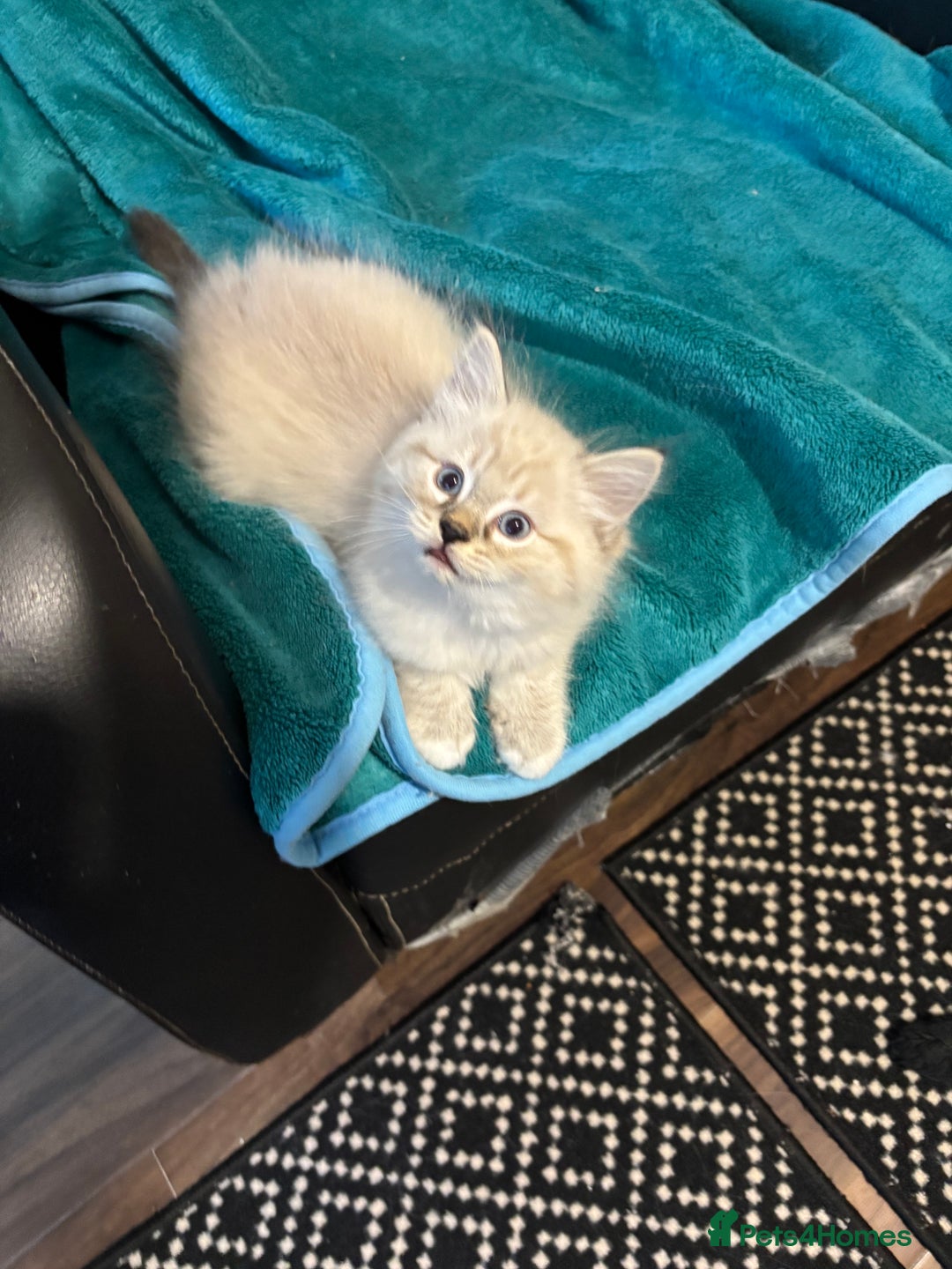 Ragdoll cats for sale: Blue Lynx Ragdoll kittens  - Advert 2