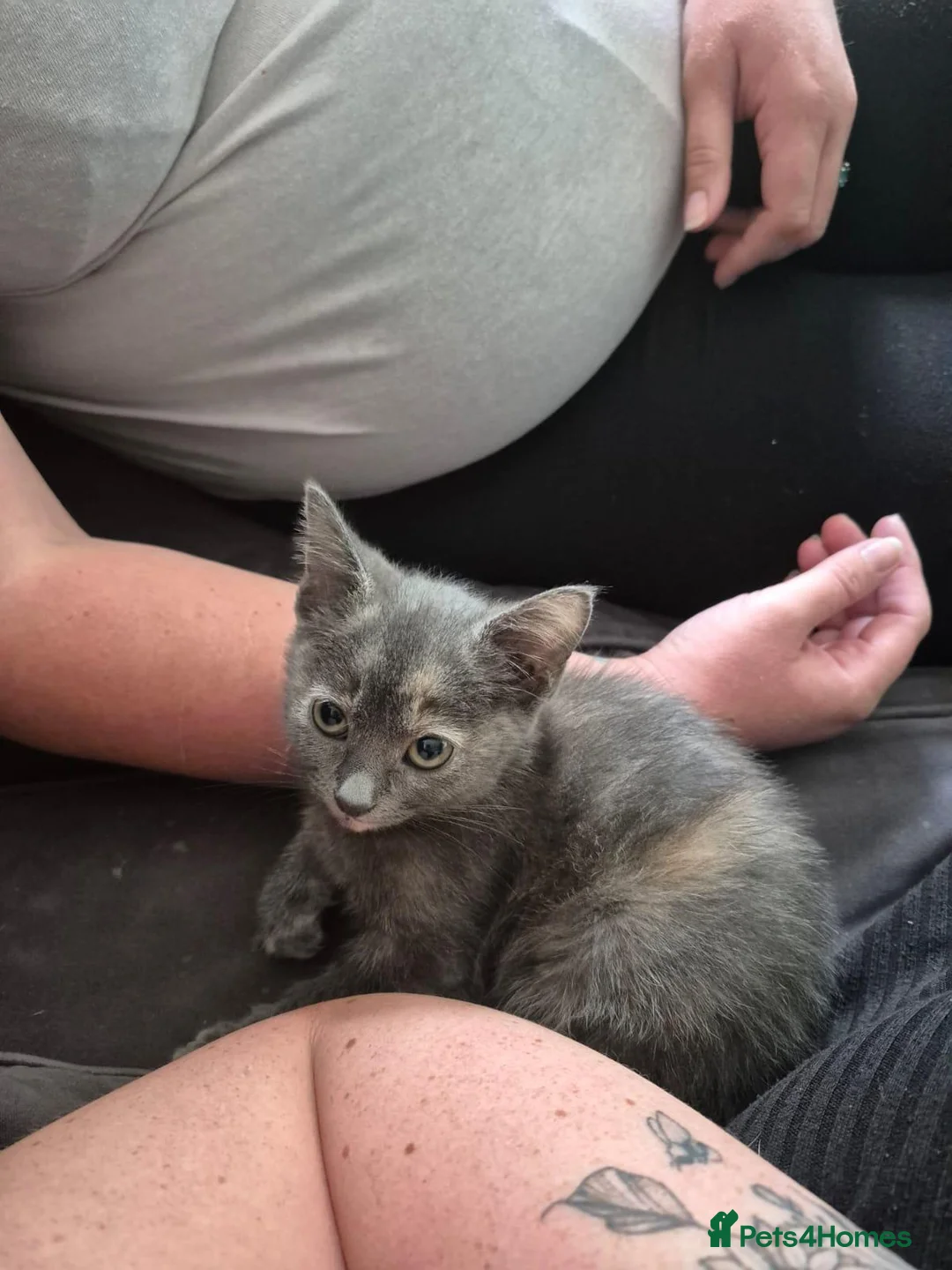 Mixed Breed cats for sale: Grey and ginger kitten Moon - Advert 14