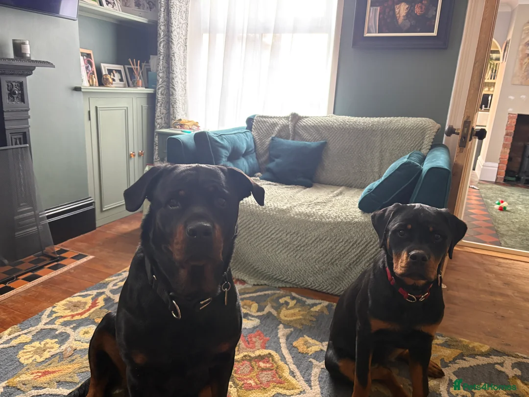 Rottweiler dogs for sale: Little piper - Advert 2