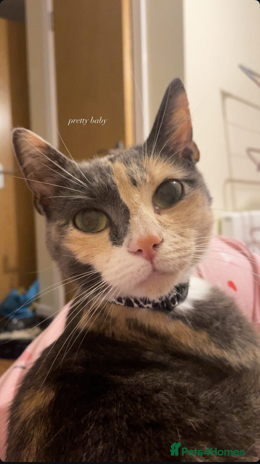 Domestic Shorthair cats for sale: Ani Female calico domesticated shorthair - Advert 4