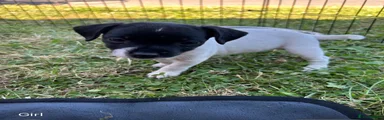 Jack Russell 6
