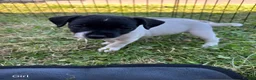 Jack Russell dogs for sale: Jack Russell puppies in Sandhurst - Advert 4