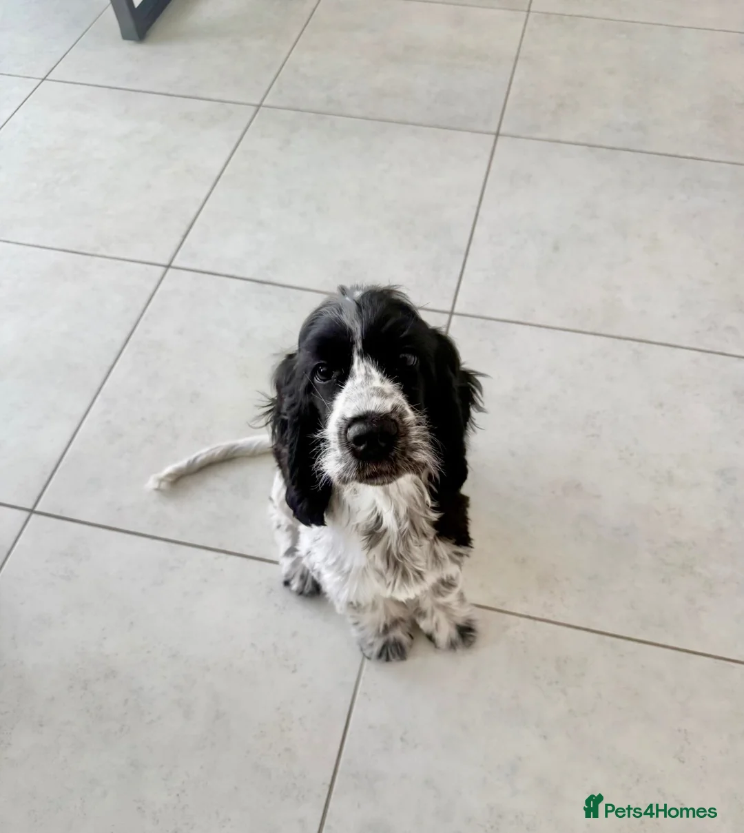 Cocker Spaniel dogs for sale: Blue Roan Cocker Spaniel in Northwich - Advert 5