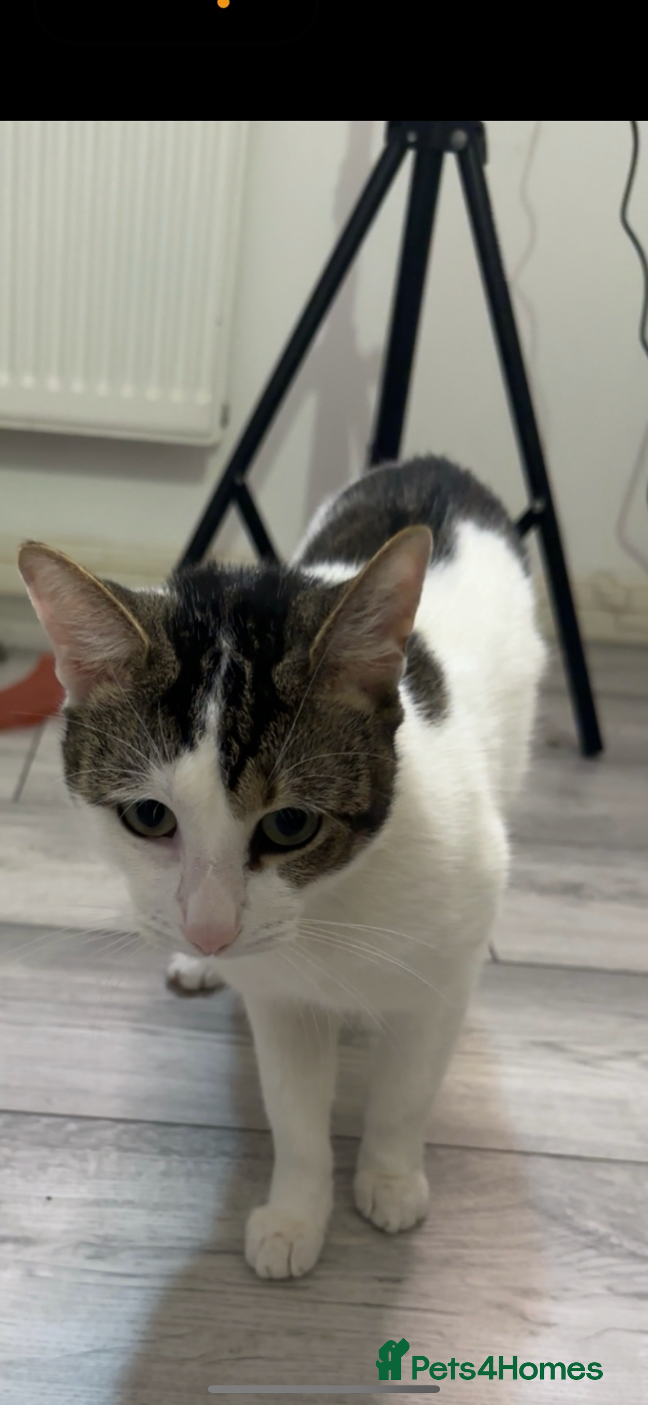 Mixed Breed cats Cat for sale  - Advert 3