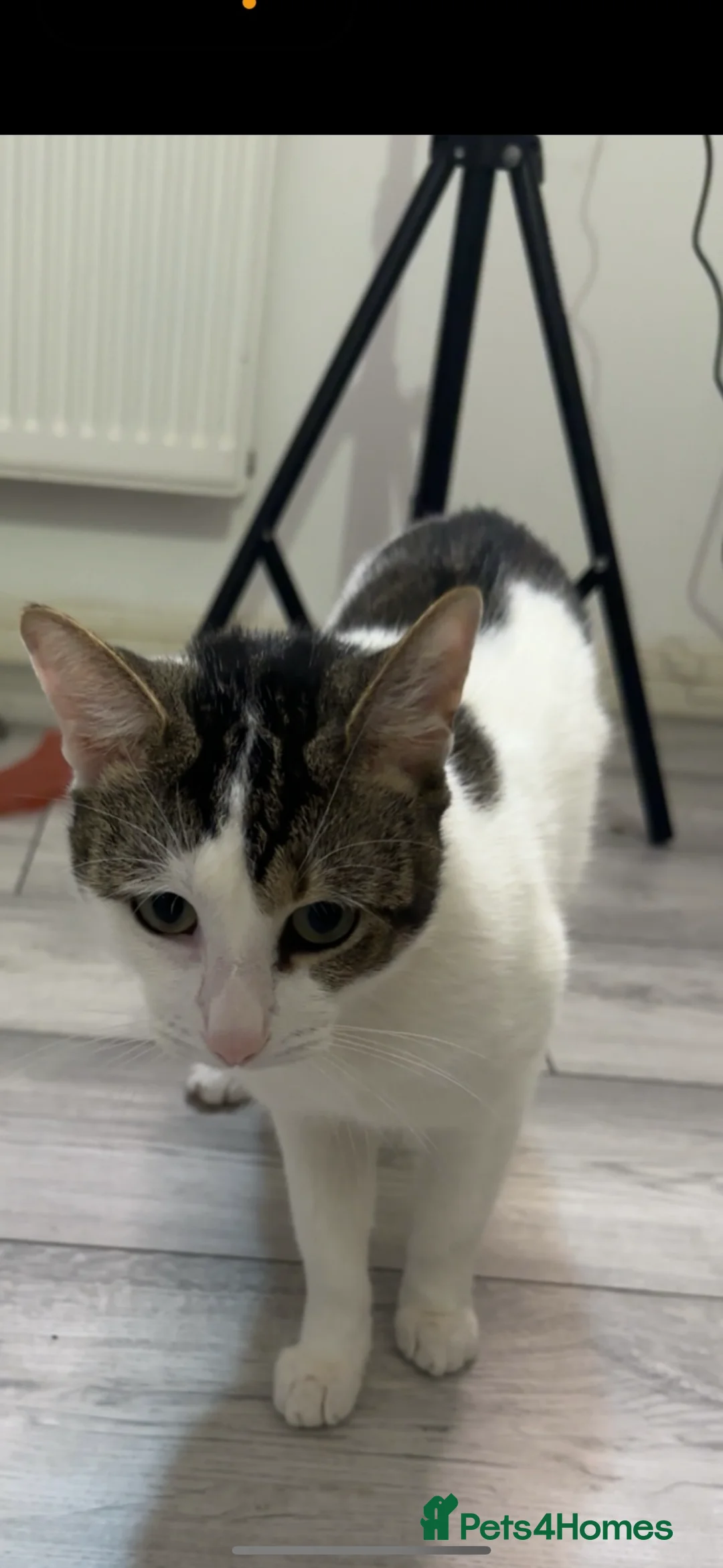 Mixed Breed cats for sale: Cat for sale  - Advert 1