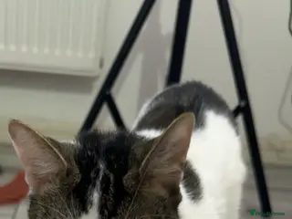 Mixed Breed cats Cat for sale - Advert 3