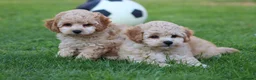 Cavapoochon dogs for sale: CAVAPOOCHON PUPPIES FOR SALE - Advert 16