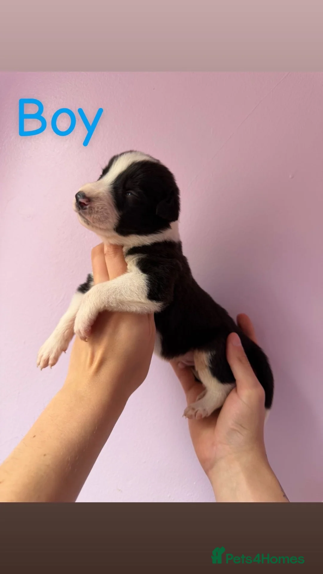 Lurcher dogs for sale: Saluki derhound grey second genaration bull grey - Advert 2