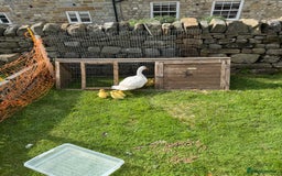 Ducks poultry for sale: Aylesbury Ducklings  - Image 2