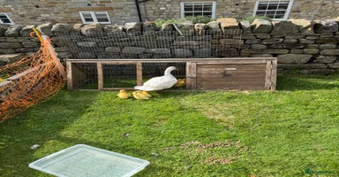 Ducks poultry - Advert 1