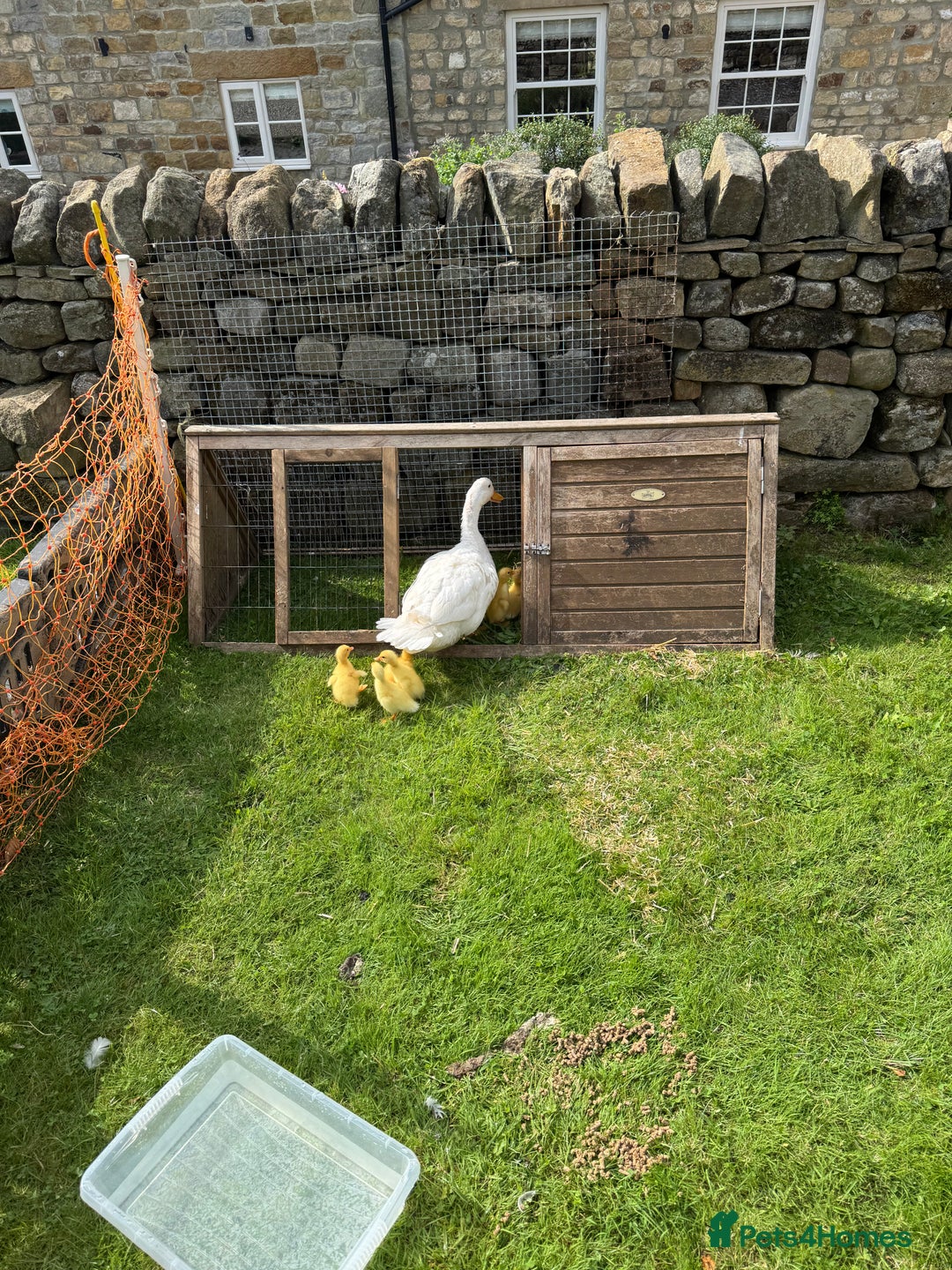 Ducks poultry for sale: Aylesbury Ducklings  - Image 2