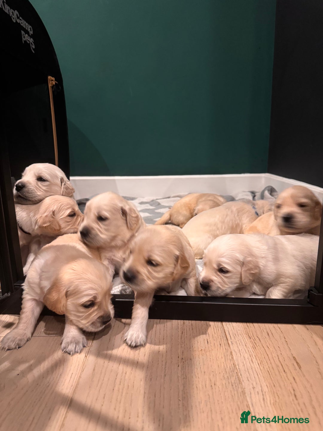 Golden Retriever dogs for sale: Champion line-KC Reg. Golden Retriever Puppies💖💙 - Advert 4