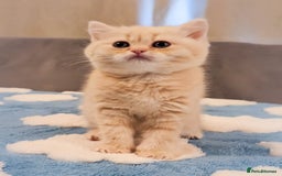 Scottish Fold cats for sale: Adorable Kittens Ready For New Home - Image 12