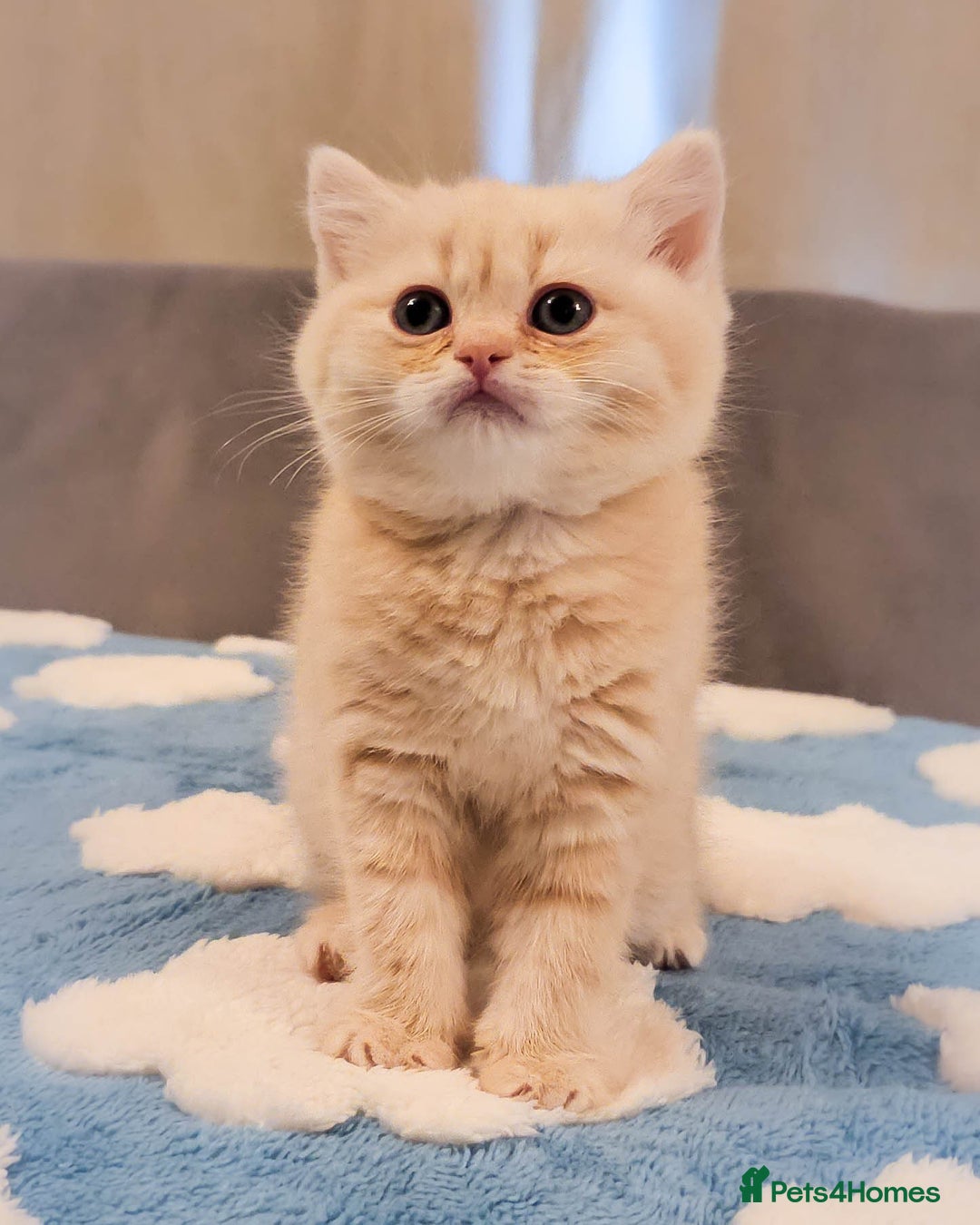 Scottish Fold cats for sale: Adorable Kittens Ready For New Home - Image 12