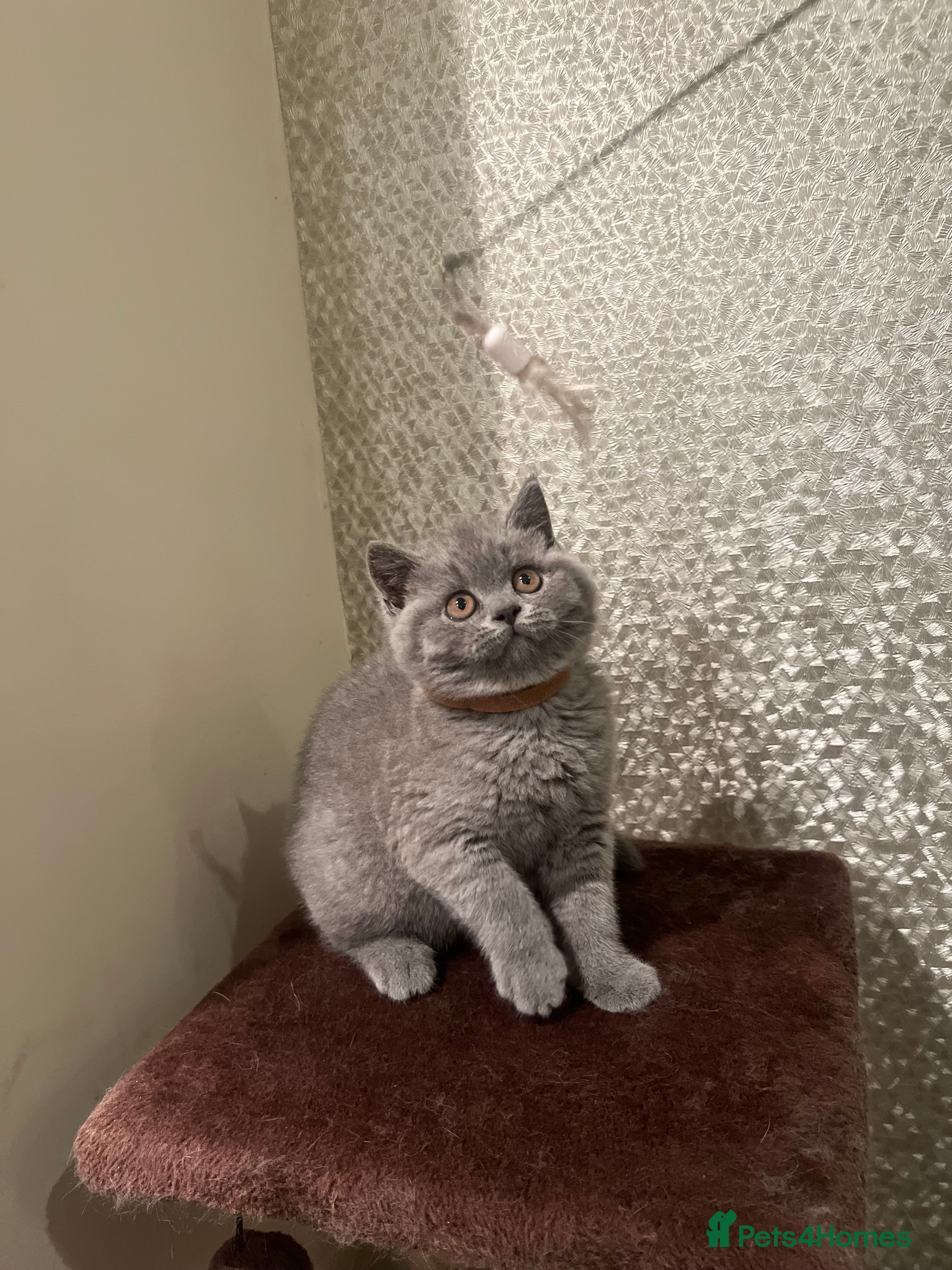 British Shorthair cats Chunky British shorthair  - Advert 11