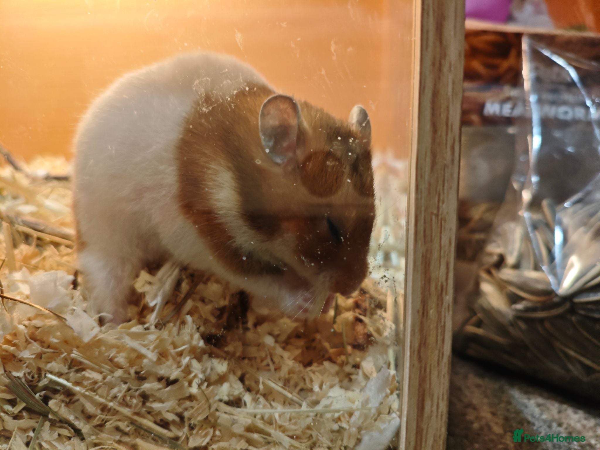 Hamster rodents Female Syrian hamster  - Advert 6