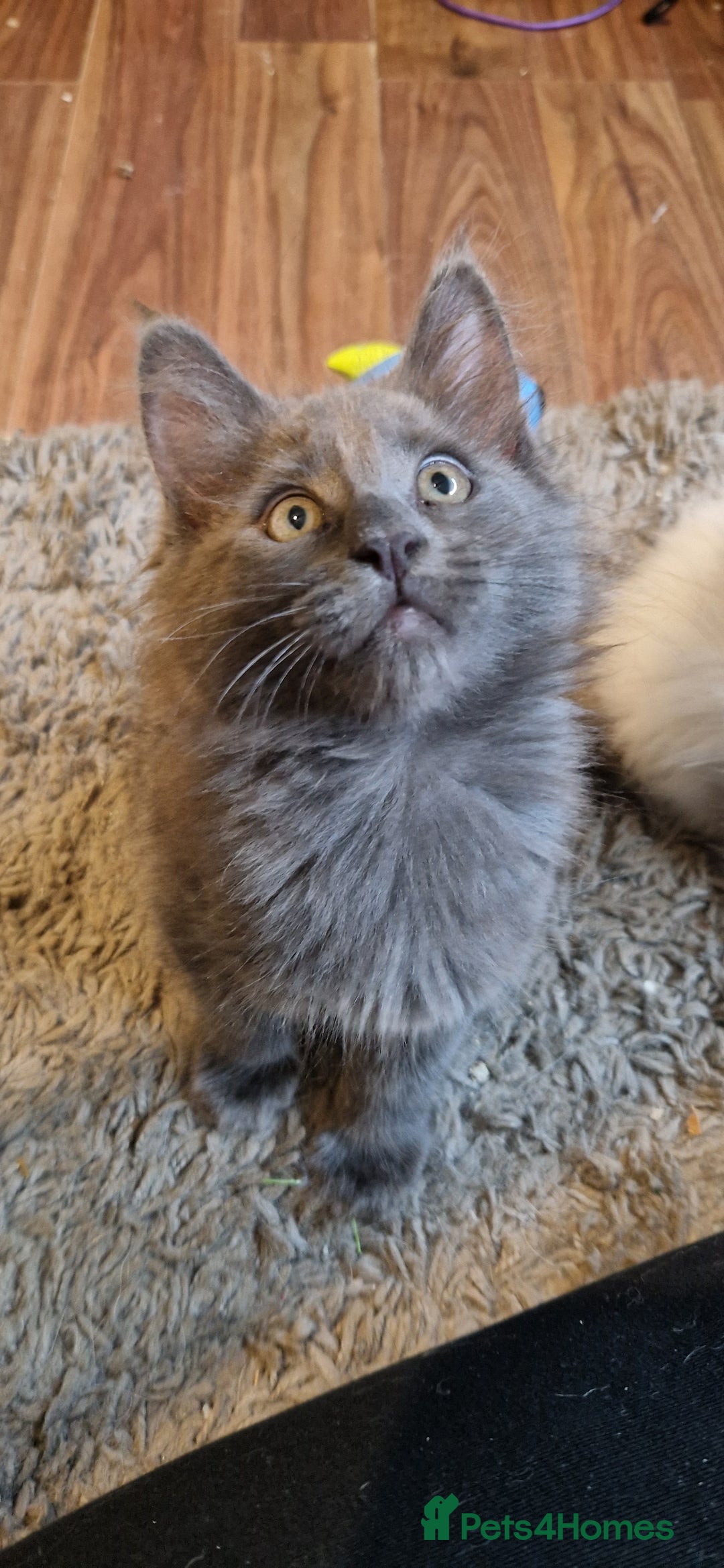Maine Coon cats for sale: Kittens x 3 Female maine coon stunning girlies - Image 4