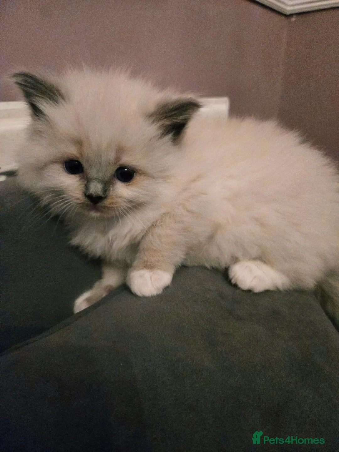 Ragdoll cats for sale: Seven gorgeous purebred ragdoll mitted kittens  - Advert 22
