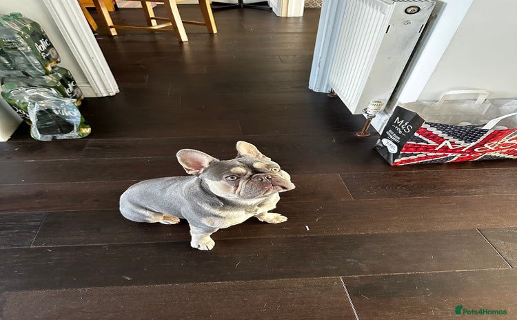 French Bulldog dogs - Advert 1