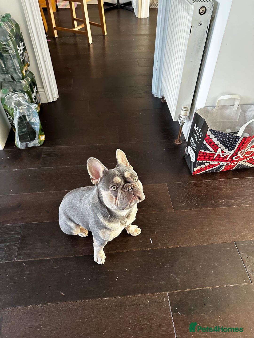 French Bulldog dogs for sale: Adorable 1-Year-Old French Bulldog – KC Registered - Image 1