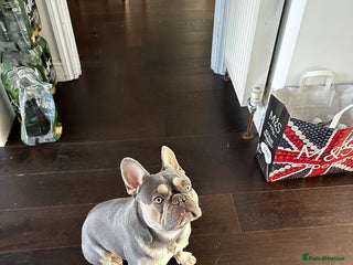 French Bulldog dogs - Advert 27