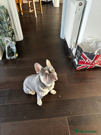 French Bulldog dogs - Advert 11