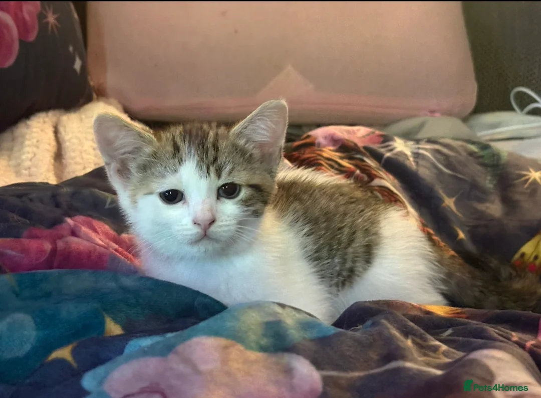 Mixed Breed cats for sale: Beautiful fluffy friendly babies - Advert 27