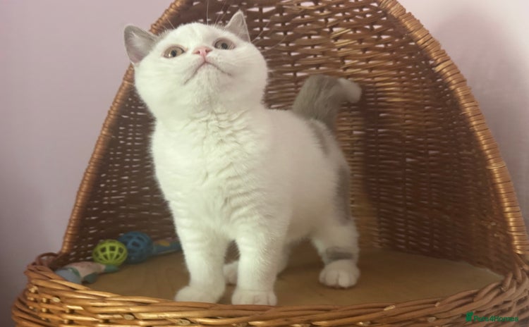 British Shorthair cats - Advert 14