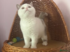 British Shorthair cats - Advert 8