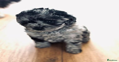 Shihpoo dogs - Advert 5
