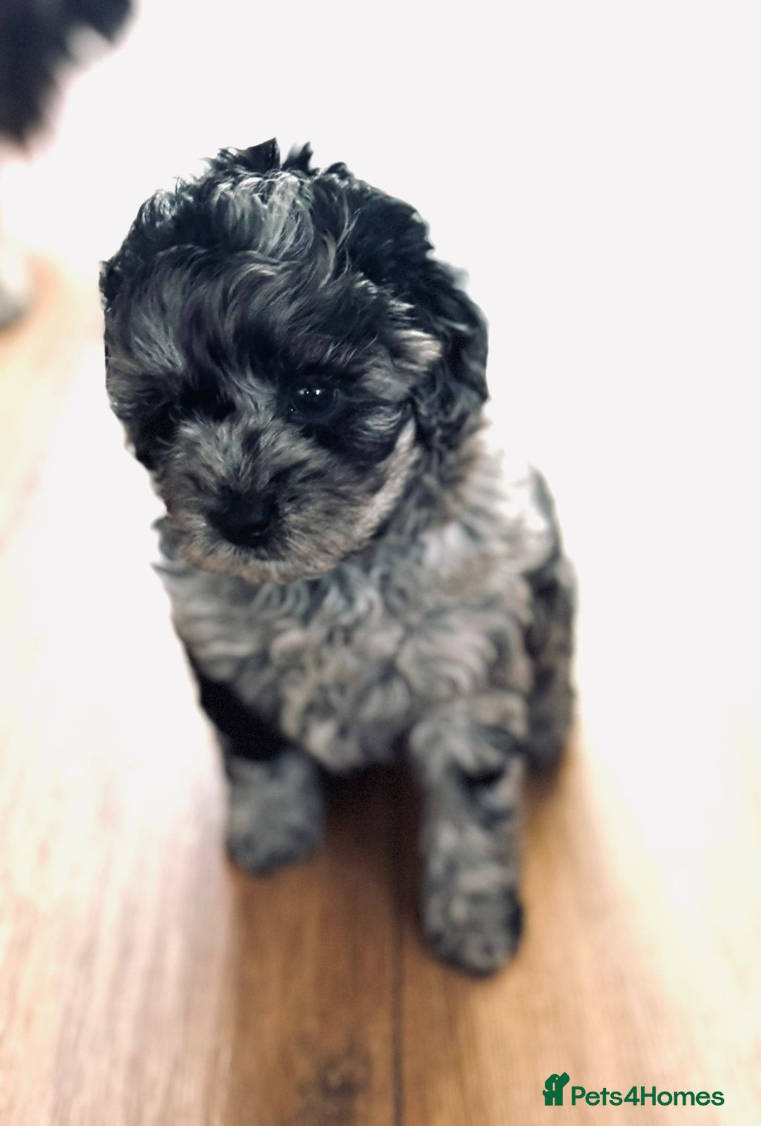 Shihpoo dogs for sale: Ready now, stunning Shihpoo puppies £1650 - Image 2
