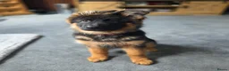 German Shepherd dogs for sale: Gorgeous KC Registered Male German Shepherd - Advert 12